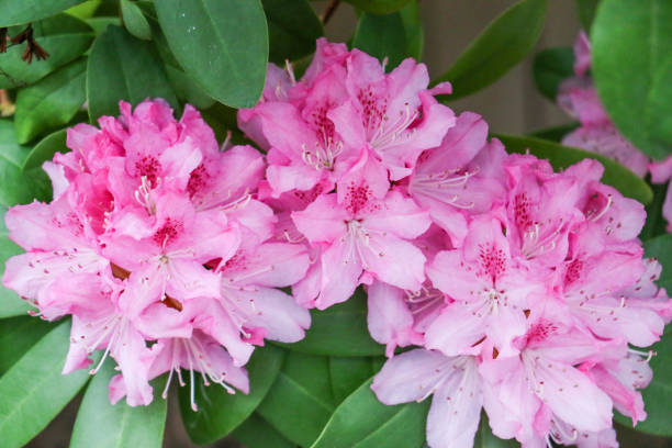 istock Pink rhododendrons bloom in spring gardens 673788260
