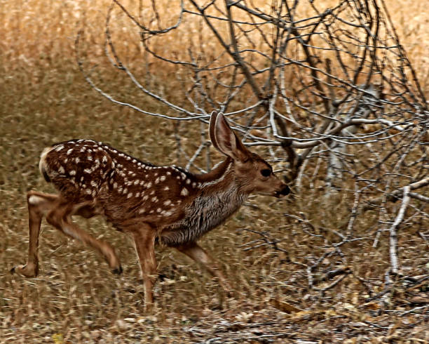 istock Mule deer fawn running in thick brush 673788608