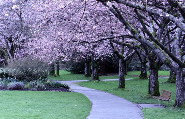 istock A canopy of cherry blossoms in Stanley Park 673788732