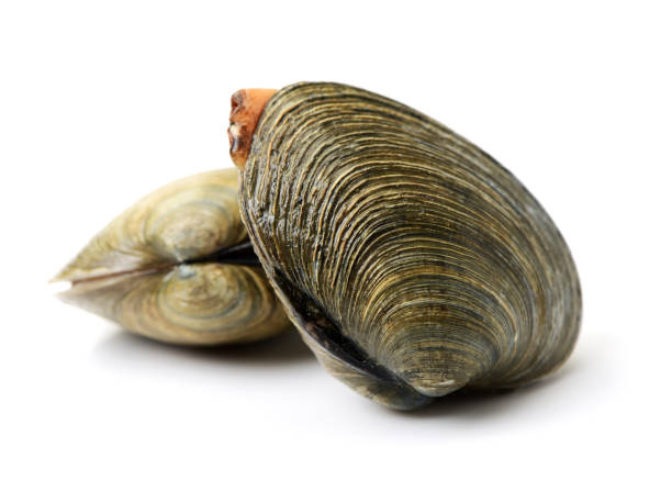 istock Close-up of a few closed clamshells on a white surface 673788736