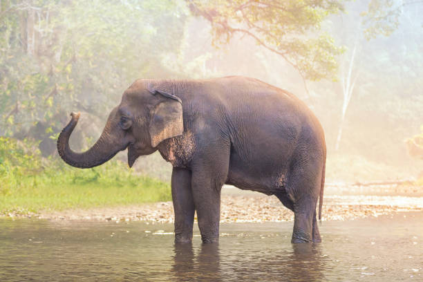 istock Elephants on nature river in deep nature forest at Thailand,Asia. 673794588