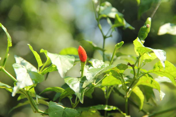 istock Red hot chili peppers on the tree in nature. 673795532