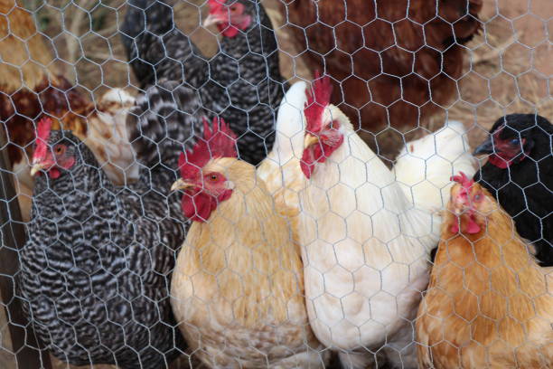 istock Variety of Chickens 673795726