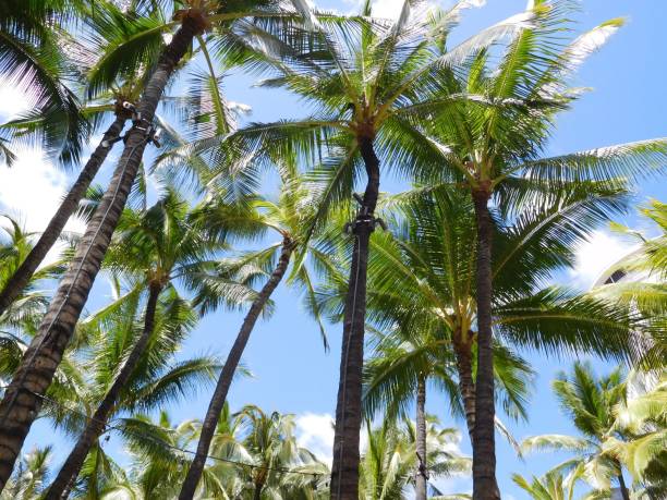 istock Coconut Palms in Waikiki 673798008