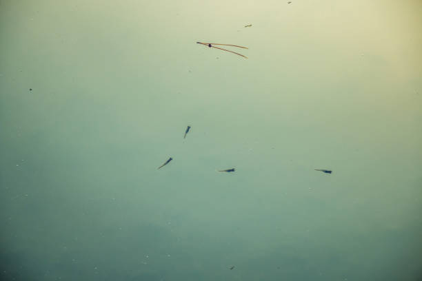istock Little fish in the water 673798168