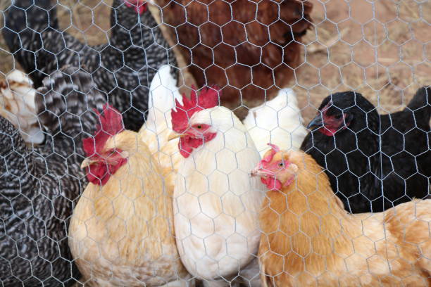 Variety of Chickens