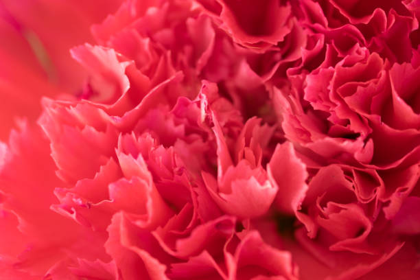 istock Close up macro pink carnation flower. Vintage style. 673798770