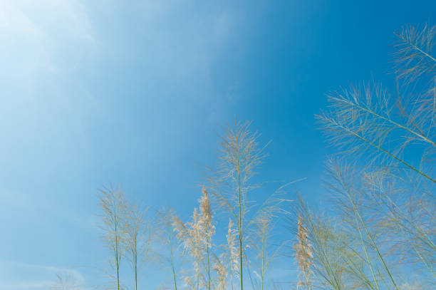 istock Grass field landscape in nature ,with blue sky 673805116