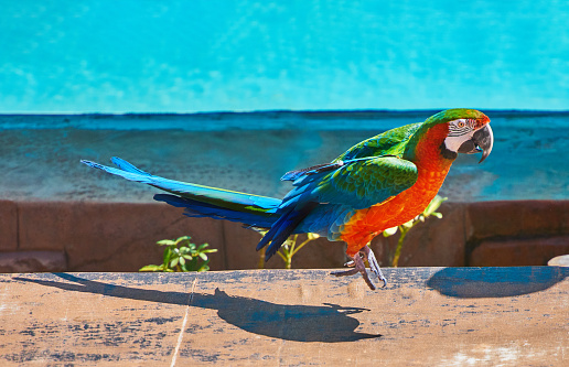 side view of colorful ara parrot in summer tropical day landing down.