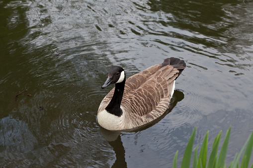 The two Canadian geese swimming in a pond