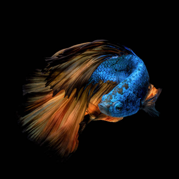 istock Colourful Betta fish,Siamese fighting fish in movement isolated on black background 673815302