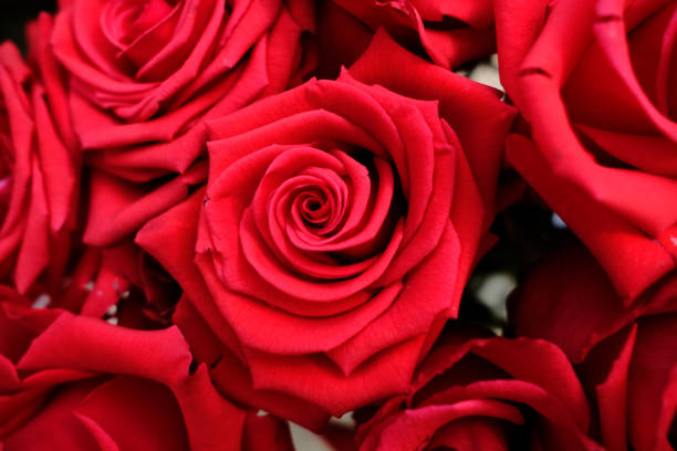 istock Close up Natural red roses background.(Selective focus) 673815346