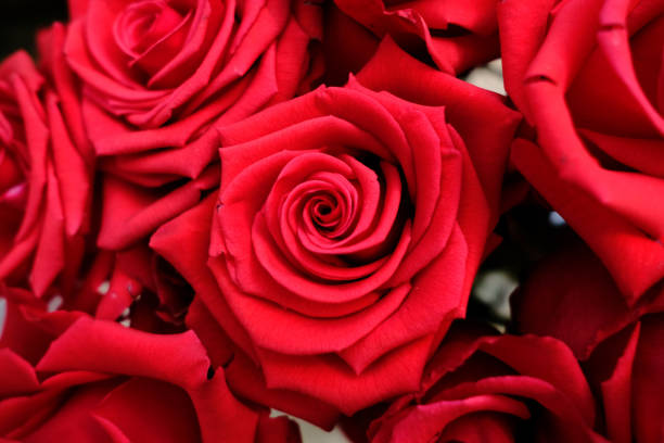 istock Close up Natural red roses background.(Selective focus) 673815378