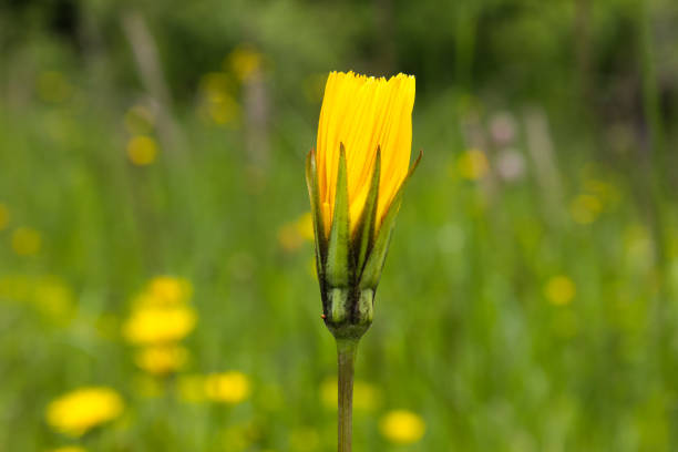 istock flowers and leafs in may in south german spring landscape 673815428