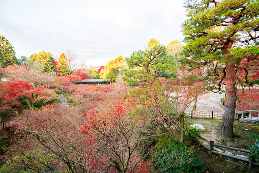 Tofuku-ji Temple.