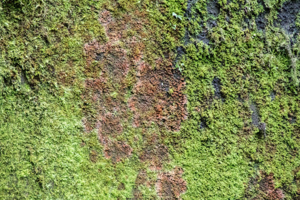 istock Green and brown moss covered wall background 673815790