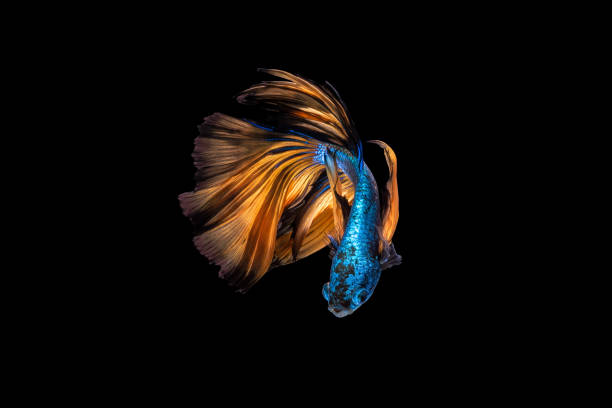 istock Colourful Betta fish,Siamese fighting fish in movement on black background 673818150