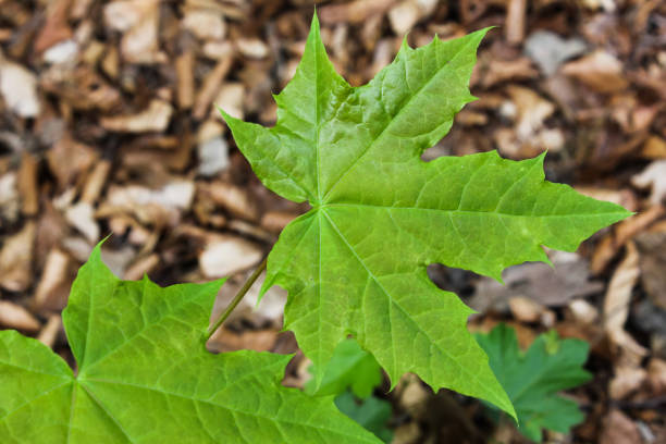 istock flowers and leafs in may in south german spring landscape 673818326