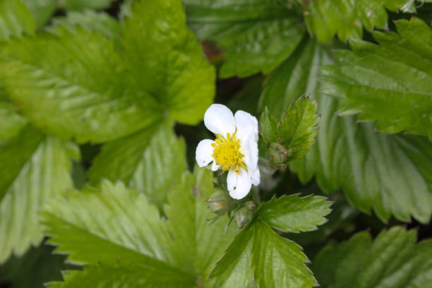 istock flowers and leafs in may in south german spring landscape 673818530