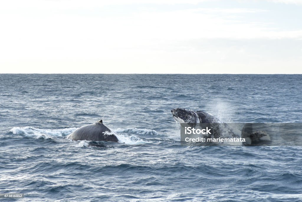 Humpback whales Humpback whales in wildlife swimming in the ocean during seasonal migration Animal Stock Photo