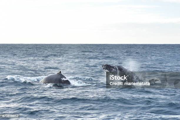 Humpback Whales Stock Photo - Download Image Now - Animal, Animal Fin, Animal Migration