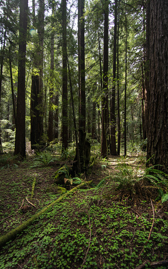Redwood forest in armstrong woods.