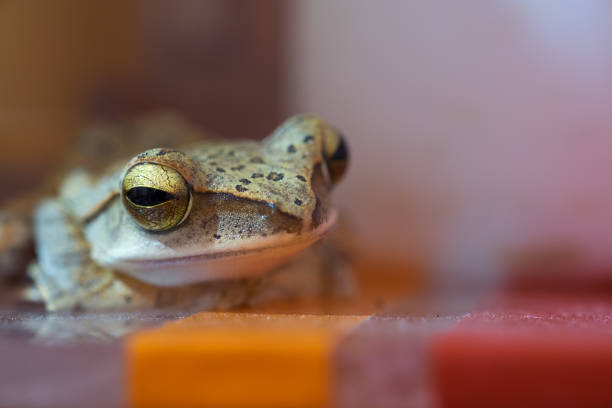 istock Golden Tree Frog or Yellow Frog  in Thailand - Close up - Macro - (Selective focus) 673825962