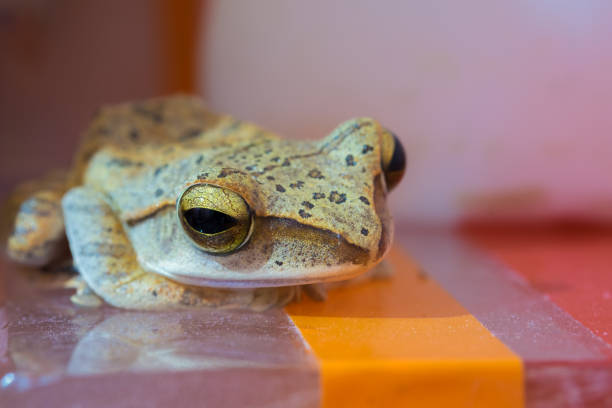 istock Golden Tree Frog or Yellow Frog  in Thailand - Close up - Macro - (Selective focus) 673826032