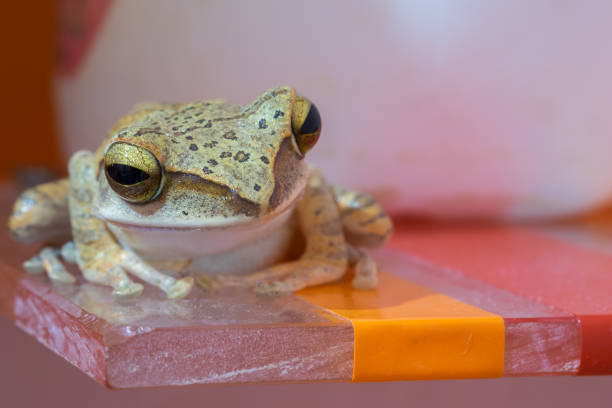 istock Golden Tree Frog or Yellow Frog  in Thailand - Close up - Macro - (Selective focus) 673826092