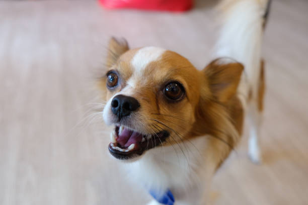 istock Thailand Dog Looking a Hope - (Selective focus) 673828810