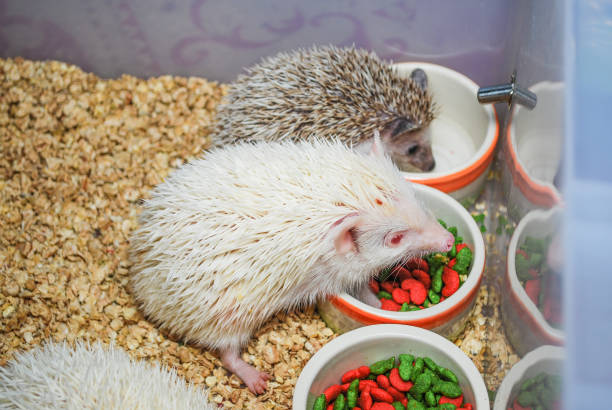 istock White and Brown Hedgehogs in Plastic Bucket [Atelerix frontalis] 673828888