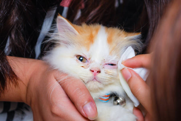 istock Young Persian cat is getting its eye wiped 673829050