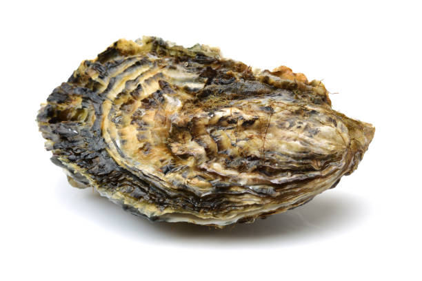 Seafood: Oyster and Lemon Isolated on White Background