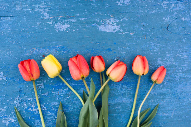 istock Wooden blue background and red tulips 673829508