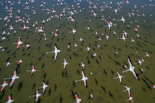 istock Flock of flamingos 673830362