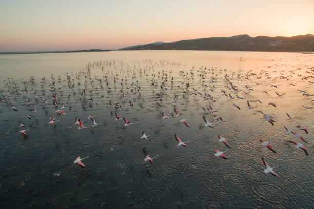 istock Flock of flamingos 673830394