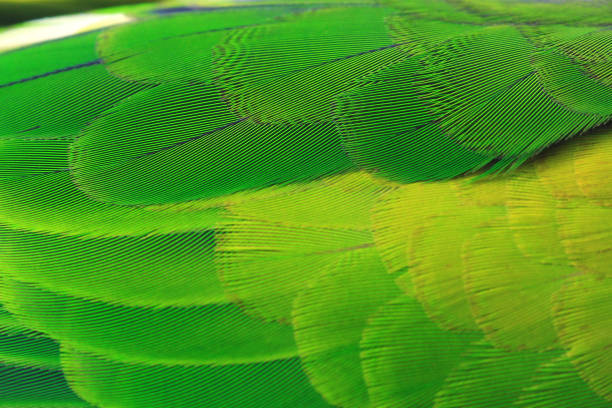 istock Beautiful Parrot Feathers, Colorful feathers on white background for copy space. 673830402