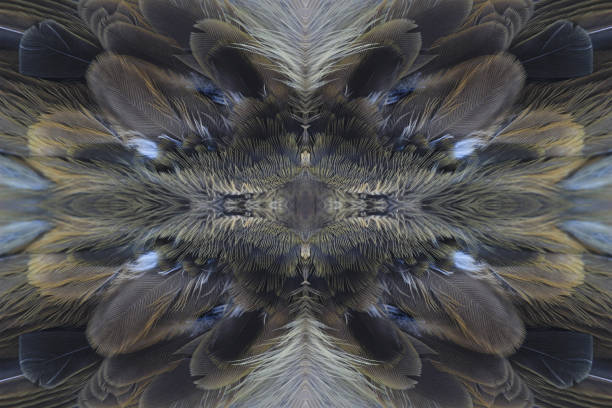 istock Texture of bird feathers, close-up 673830414