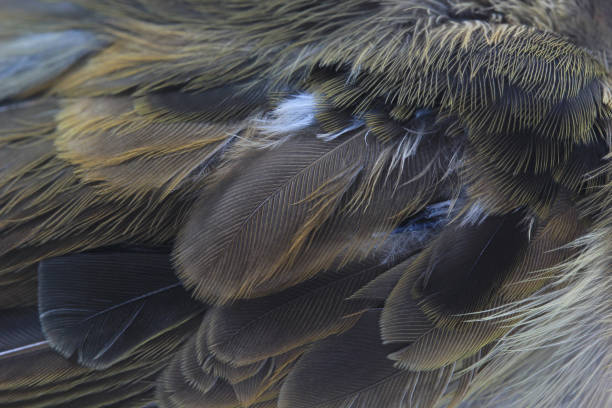 istock Texture of bird feathers, close-up 673830430