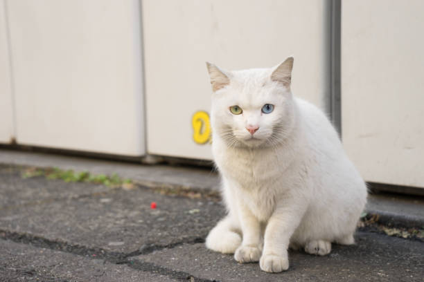 chat errant blanc de le œil curieux - chat dar photos et images de collection