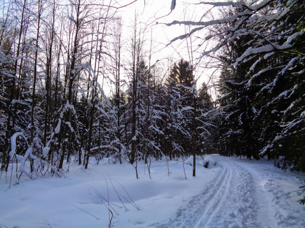 istock Winter in Europe. Tree branches under the snow 673833528