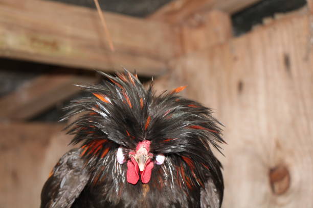 istock Polish Tophat Rooster 673833690