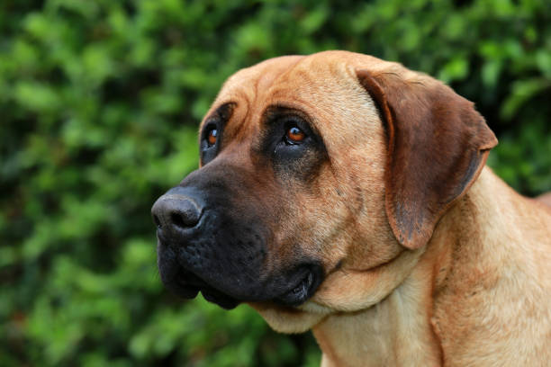 istock Bull mastiff tosa inu head close up 673833816