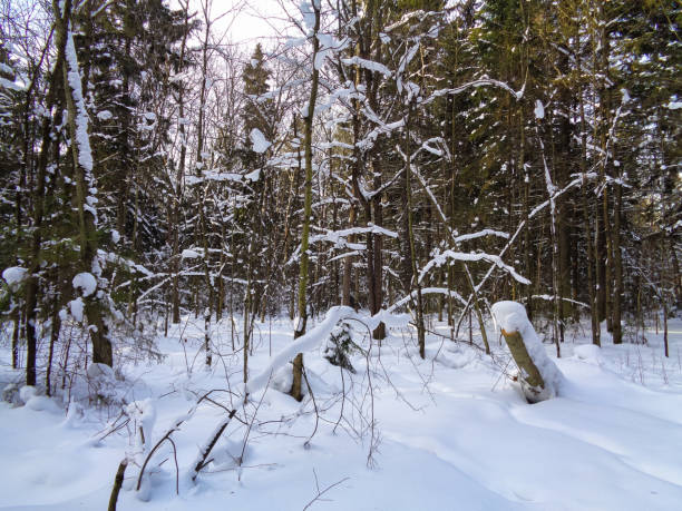 istock Winter in Europe. Tree branches under the snow 673836908