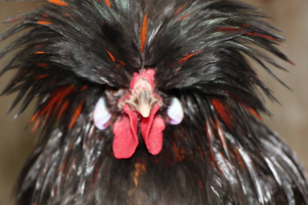 istock Polish Tophat Rooster 673837218