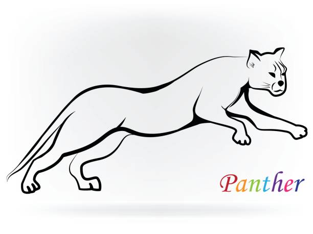 170 Background Of Mountain Lion Tattoo Illustrations & Clip Art - iStock