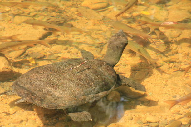 Fish Snatcher Turtle 220+ Large Snapping Turtle Close Up Stock Photos, Pictures & Royalty ...