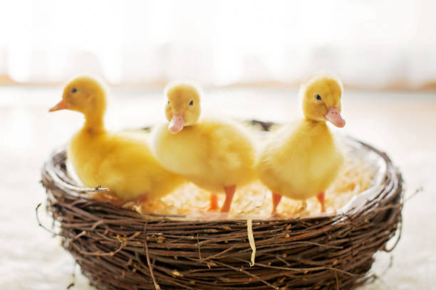 tres patitos poco de un nido, imagen aislada, de nuevo luz - baby animal nest newborn lying down fotografías e imágenes de stock