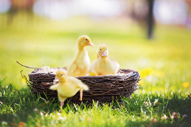 tres patitos poco en un nido de imágenes al aire libre en el parque, primavera - baby animal nest newborn lying down fotografías e imágenes de stock