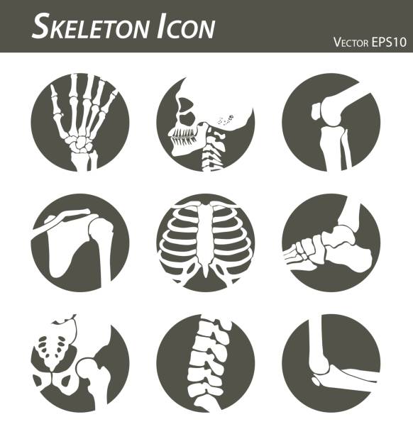 ilustrações de stock, clip art, desenhos animados e ícones de skeleton icon (hand, finger , wrist , head , neck , thigh , knee , leg , shoulder , arm , forearm , thorax , ankle , foot , pelvis , hip , backbone ( vertebrae ) , elbow) black and white , flat design - x ray x ray image shoulder human arm